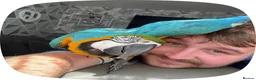 Macaws birds for sale: Blue and gold macaw  in Hertford - Advert 6