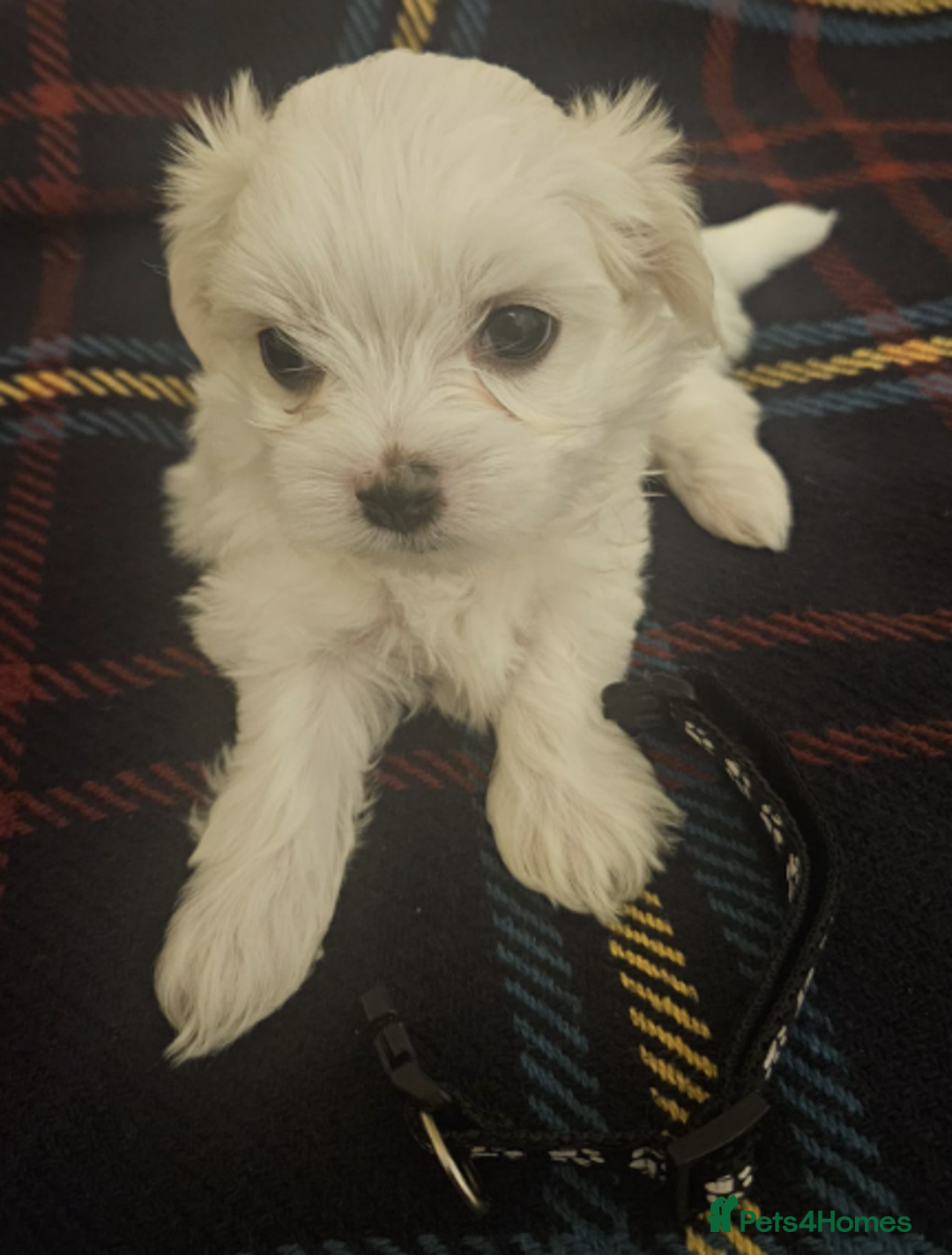 Maltese dogs for sale: 5 Male KC Maltese Puppies - Image 14