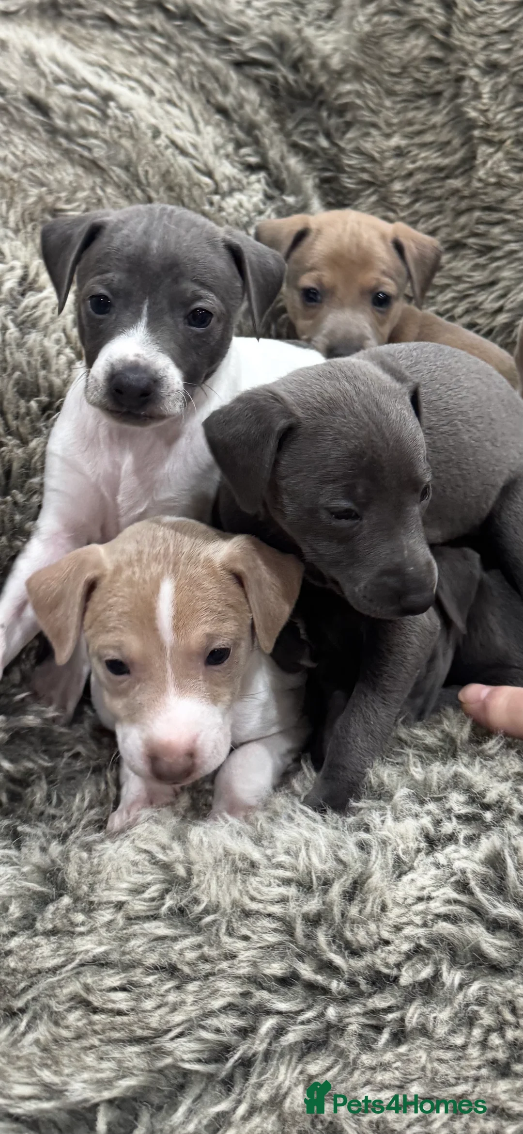 Italian Greyhound dogs for sale: Stunning Italian Greyhound Puppies - Advert 1