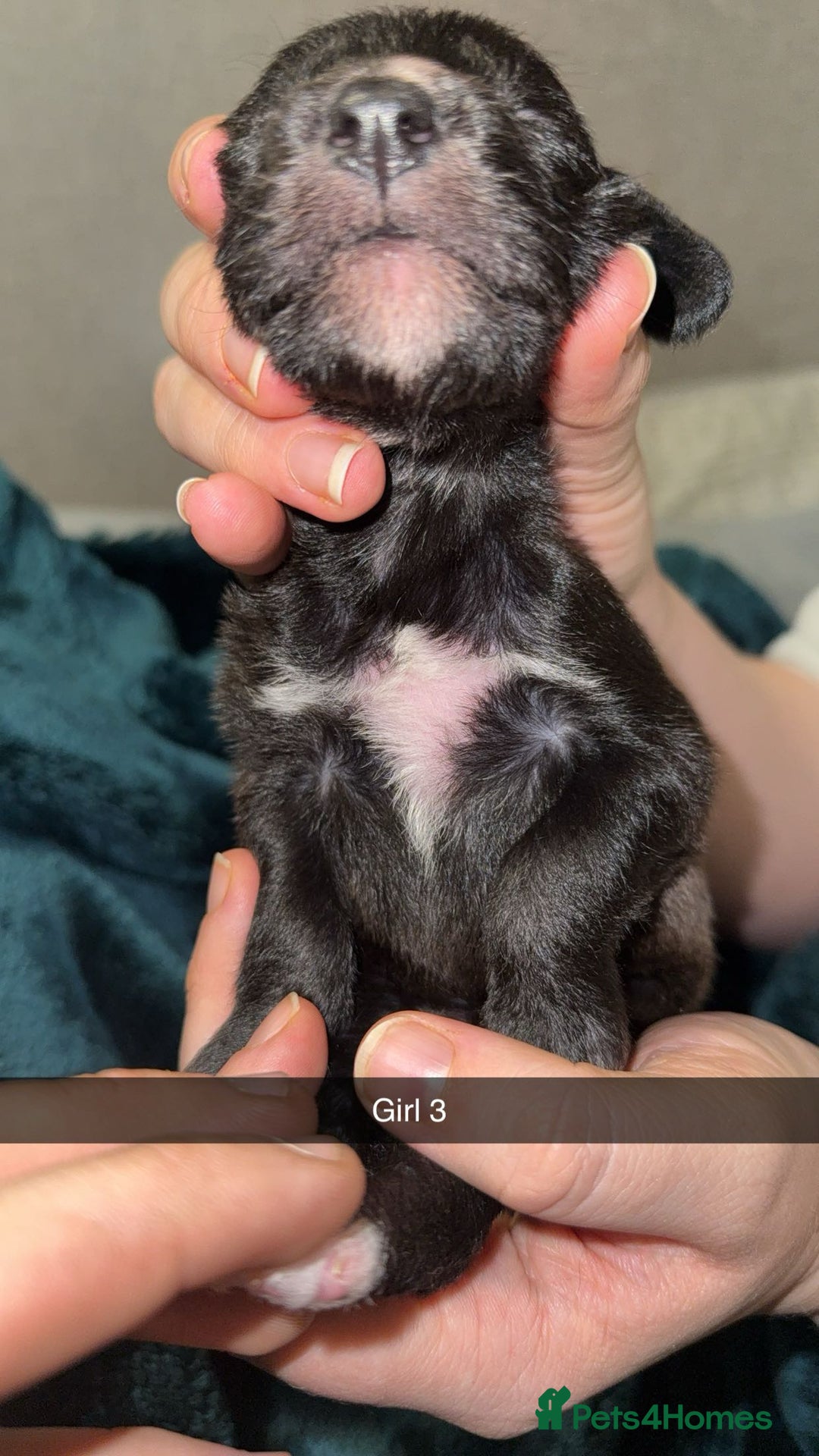Lurcher dogs for sale: Bedding x whippet pups  - Advert 6