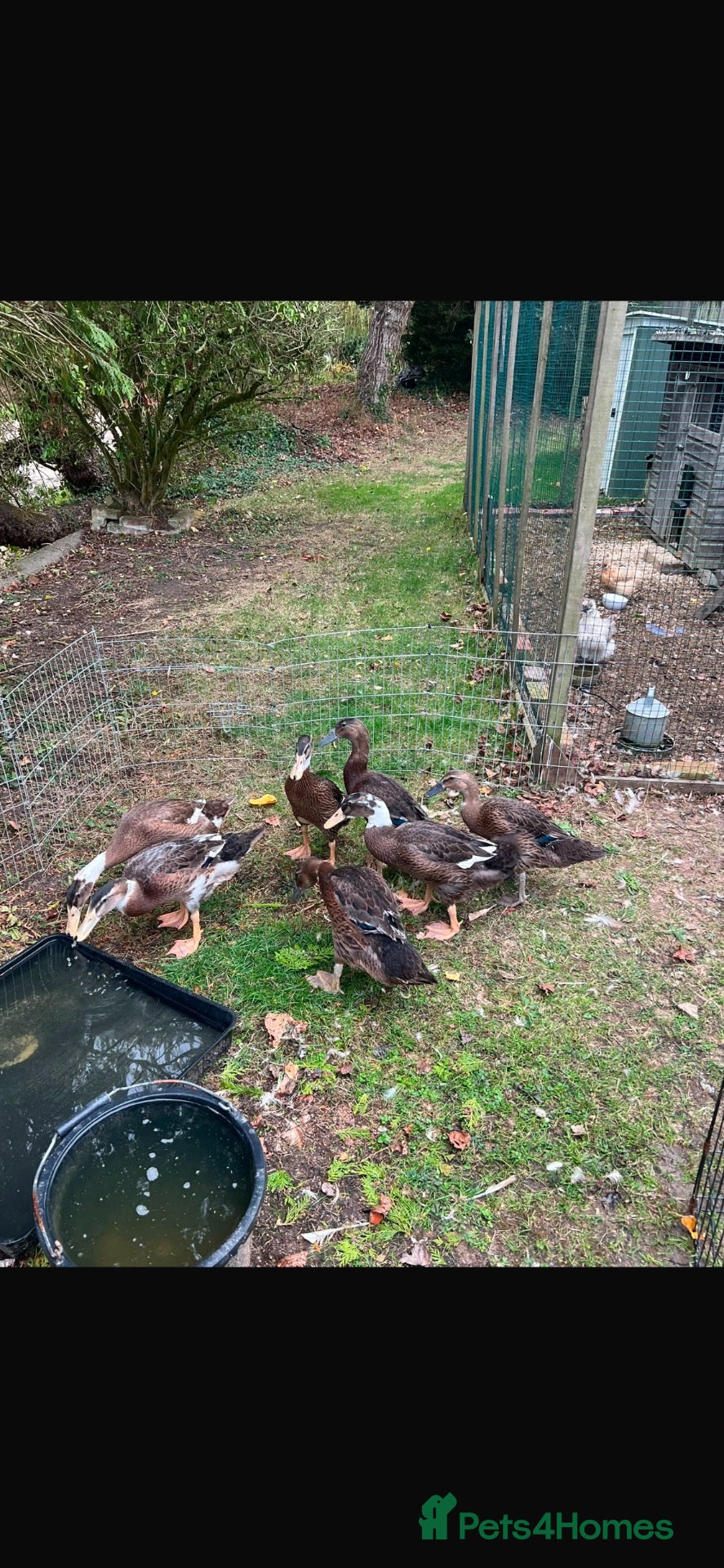 Ducks poultry 3 Runner beautiful colours and temperaments  - Advert 1