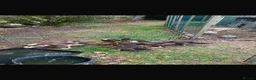 Ducks poultry for sale: 3 Runner beautiful colours and temperaments  in Stowmarket - Advert 1