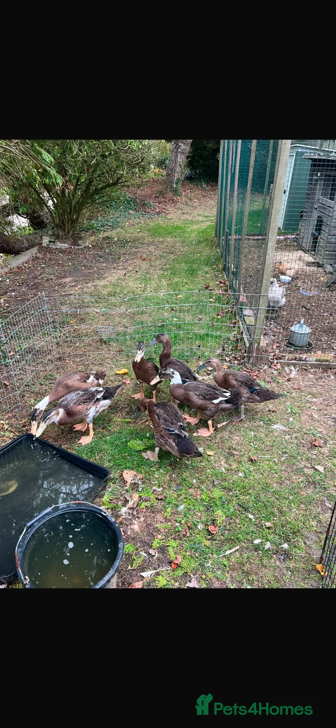 Ducks poultry for sale: 3 Runner beautiful colours and temperaments  in Stowmarket - Advert 1