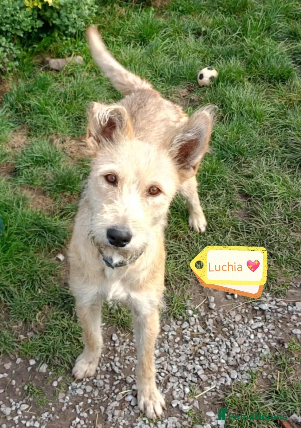 Mixed Breed dogs 💖🐶 LUCHIA 🐶💖 - Advert 11