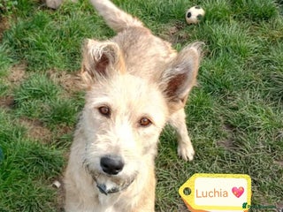 Mixed Breed dogs 💖🐶 LUCHIA 🐶💖 - Advert 5
