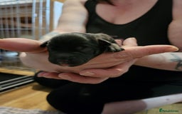 Mixed Breed dogs for sale: Puppies for sale spaniel x bully - Image 3