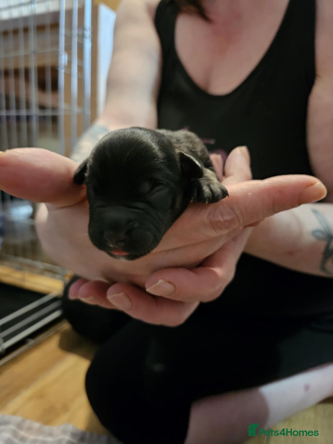 Mixed Breed dogs for sale: Puppies for sale spaniel x bully - Image 3