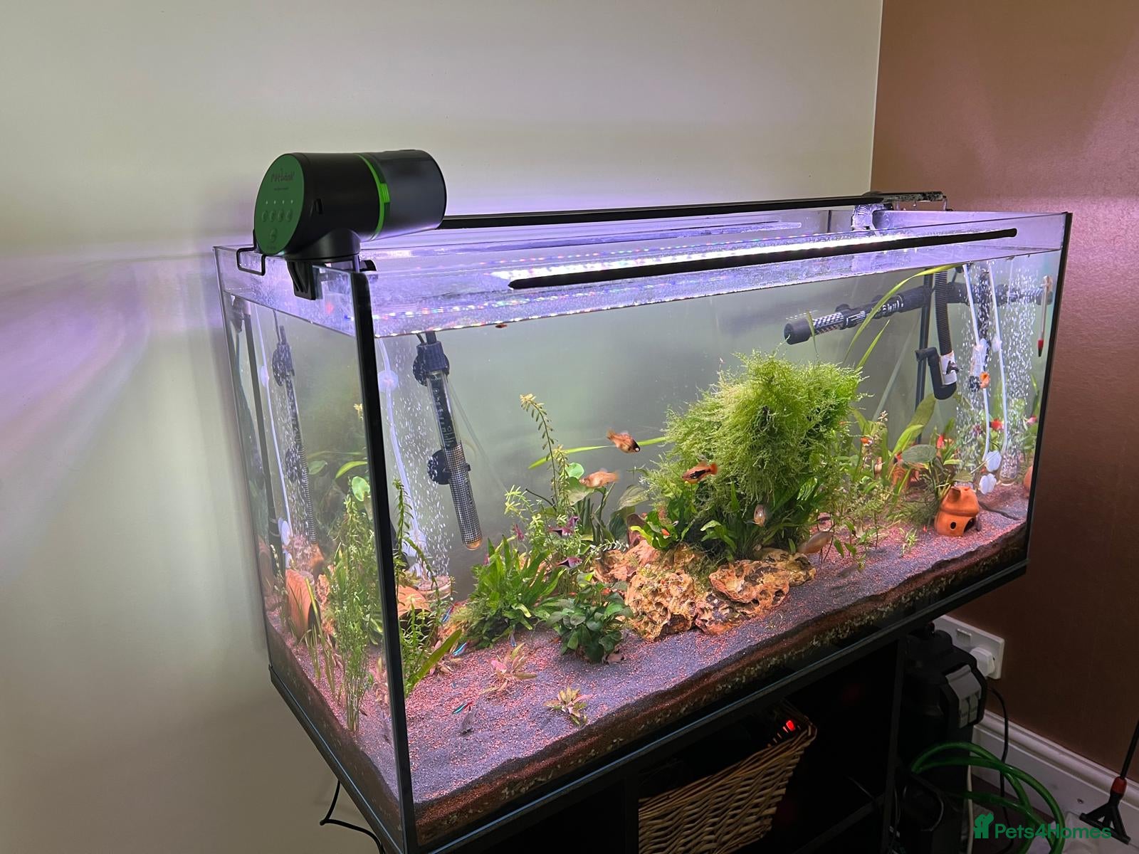 Other/Mixed Breed fish COMPLETE 160L Professional Aquascape Setup - Advert 2