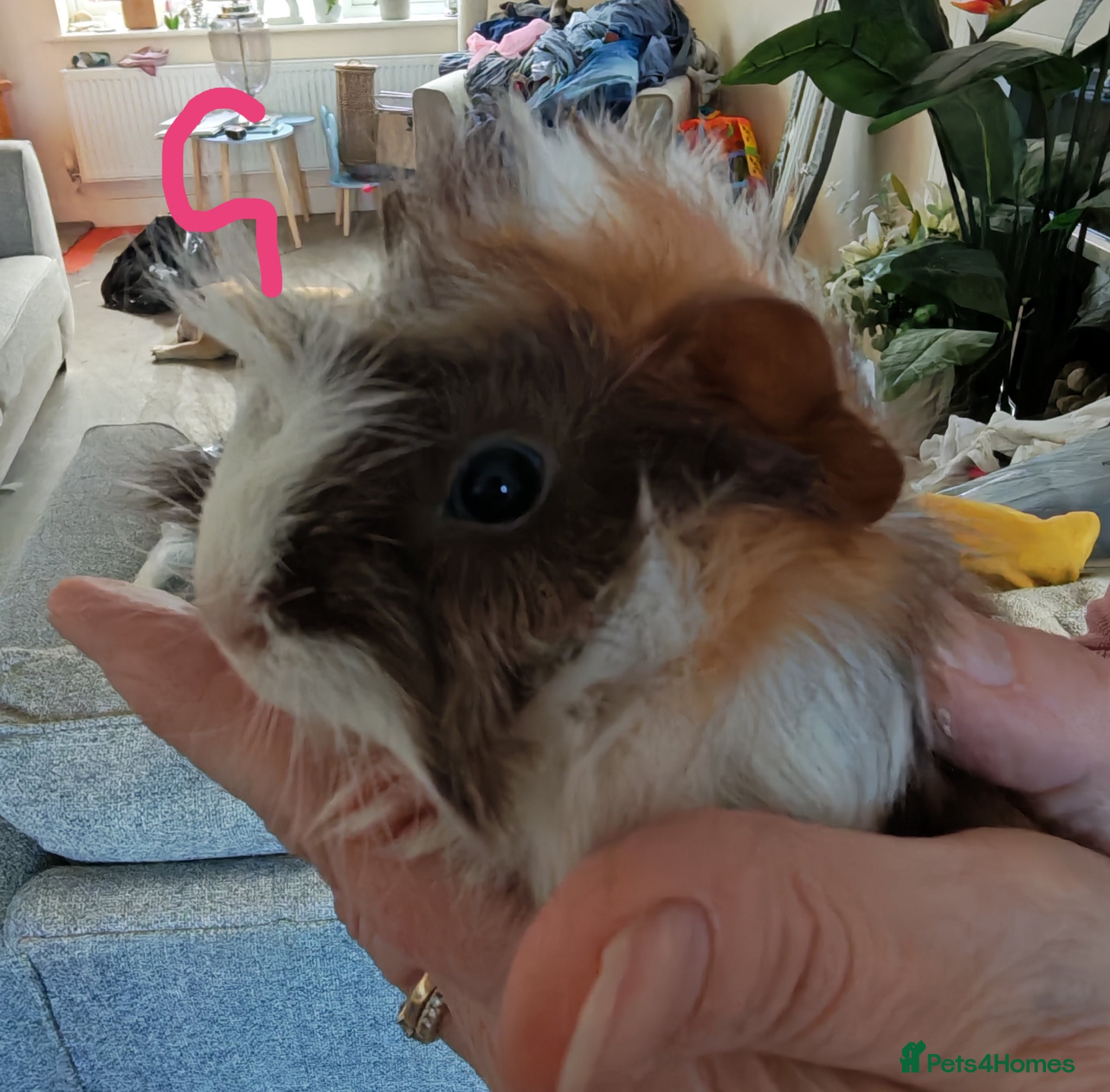 Guinea Pig rodents Baby Guinea Pigs - Advert 3