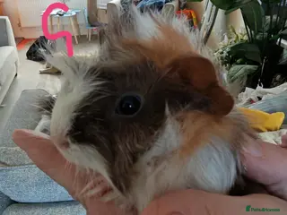 Guinea Pig rodents Baby Guinea Pigs - Advert 3