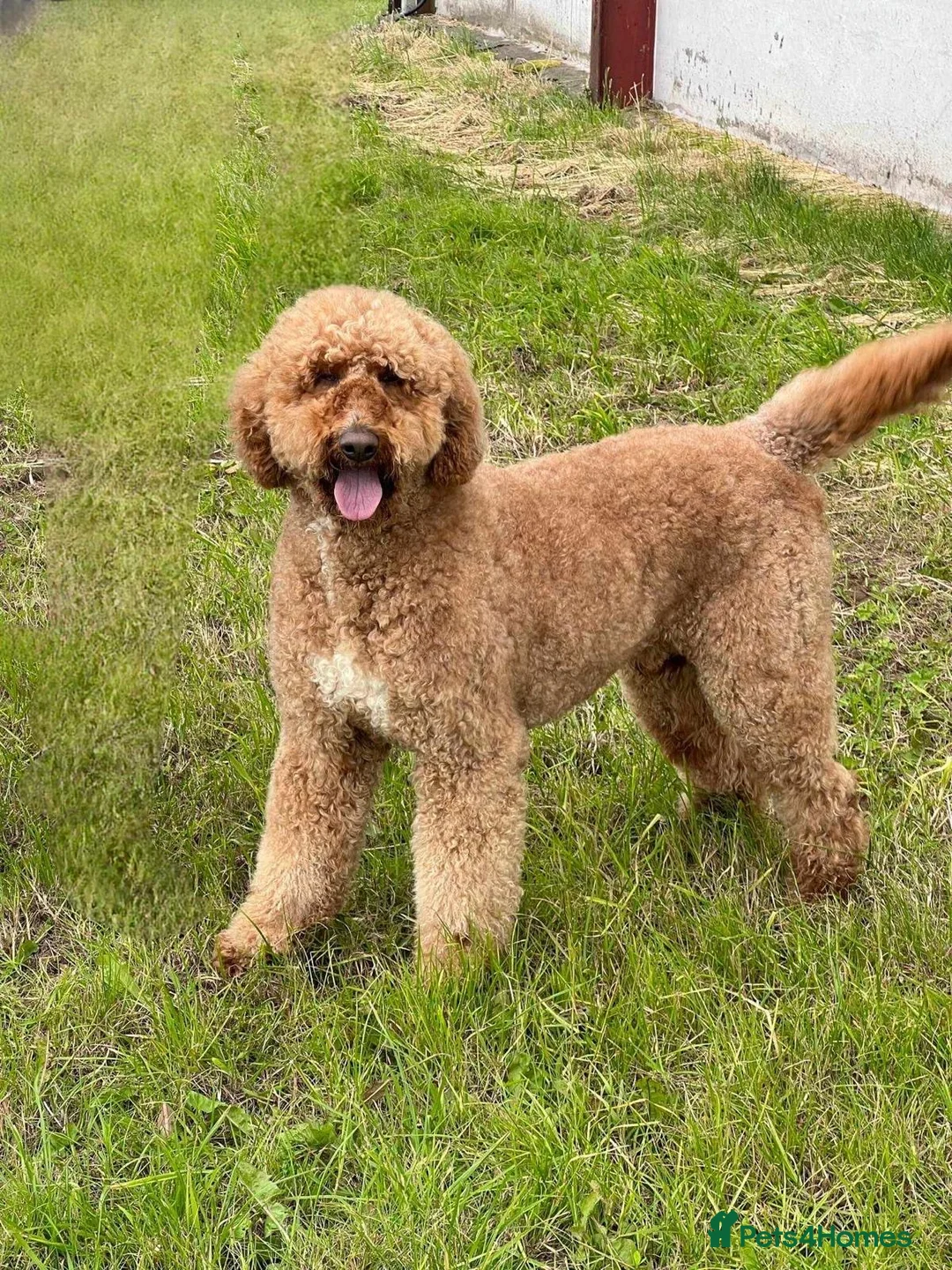 Standard Poodle dogs for stud: Wallace kc reg standard red poodle  in Market Drayton - Advert 1