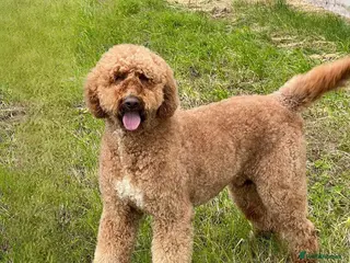 Standard Poodle dogs Wallace kc reg standard red poodle in Market Drayton - Advert 14