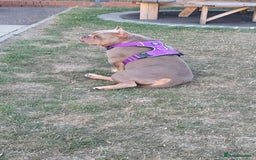 Mixed Breed dogs for sale: Female American pocket bully - Image 1