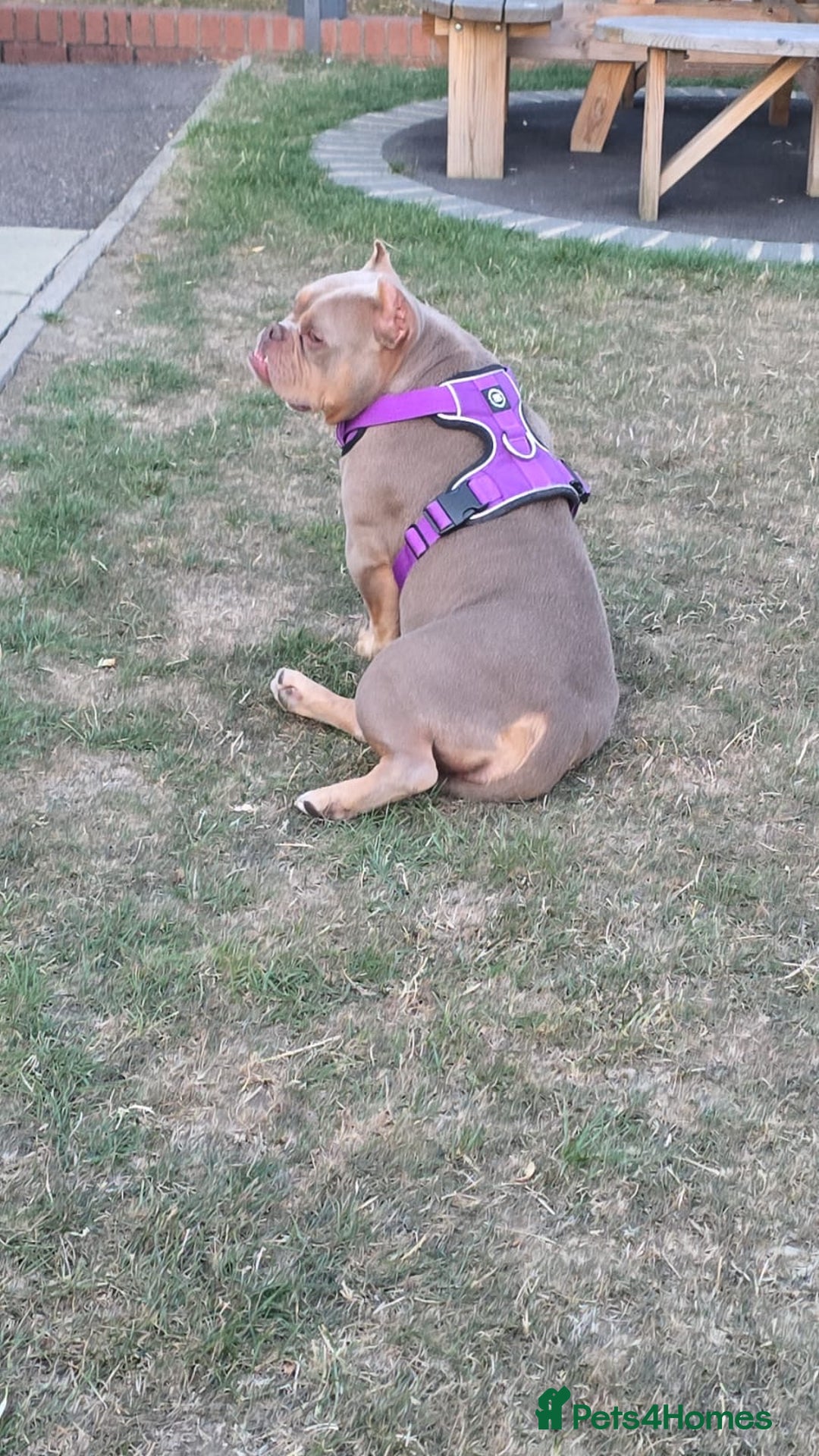 Mixed Breed dogs for sale: Female American pocket bully - Image 1