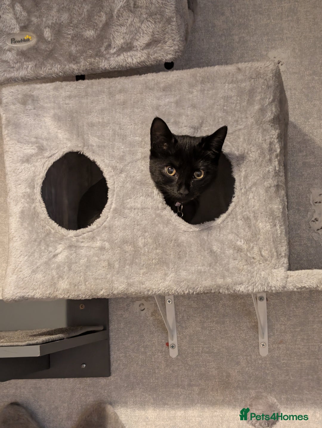 Mixed Breed cats for sale: Beautiful black kitten for rehoming - Advert 4