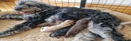 Cockapoo dogs for sale: Beautiful Cockapoo's x 3 - Advert 1