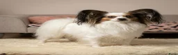 Papillon dogs for sale: Beautiful KC Registered Puppies - Only two left! - Advert 7