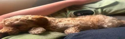 Toy Poodle dogs for sale: Beautiful toy poodle pup. Parents DNA tested in Romford - Advert 4
