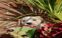 Maltipoo dogs for sale: Beautiful Maltipoo Babies - Image 32