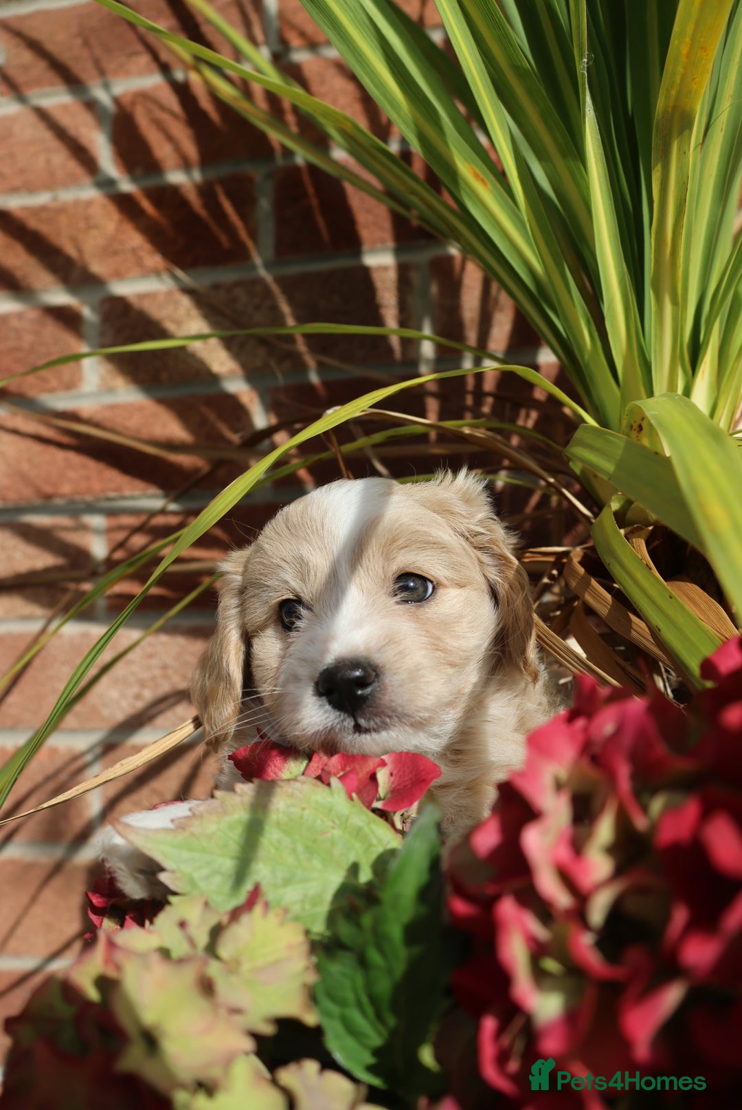 Maltipoo dogs for sale: Beautiful Maltipoo Babies - Image 32