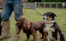 Border Collie dogs for sale: Adult Border Collie - for Permanent Home - Advert 3