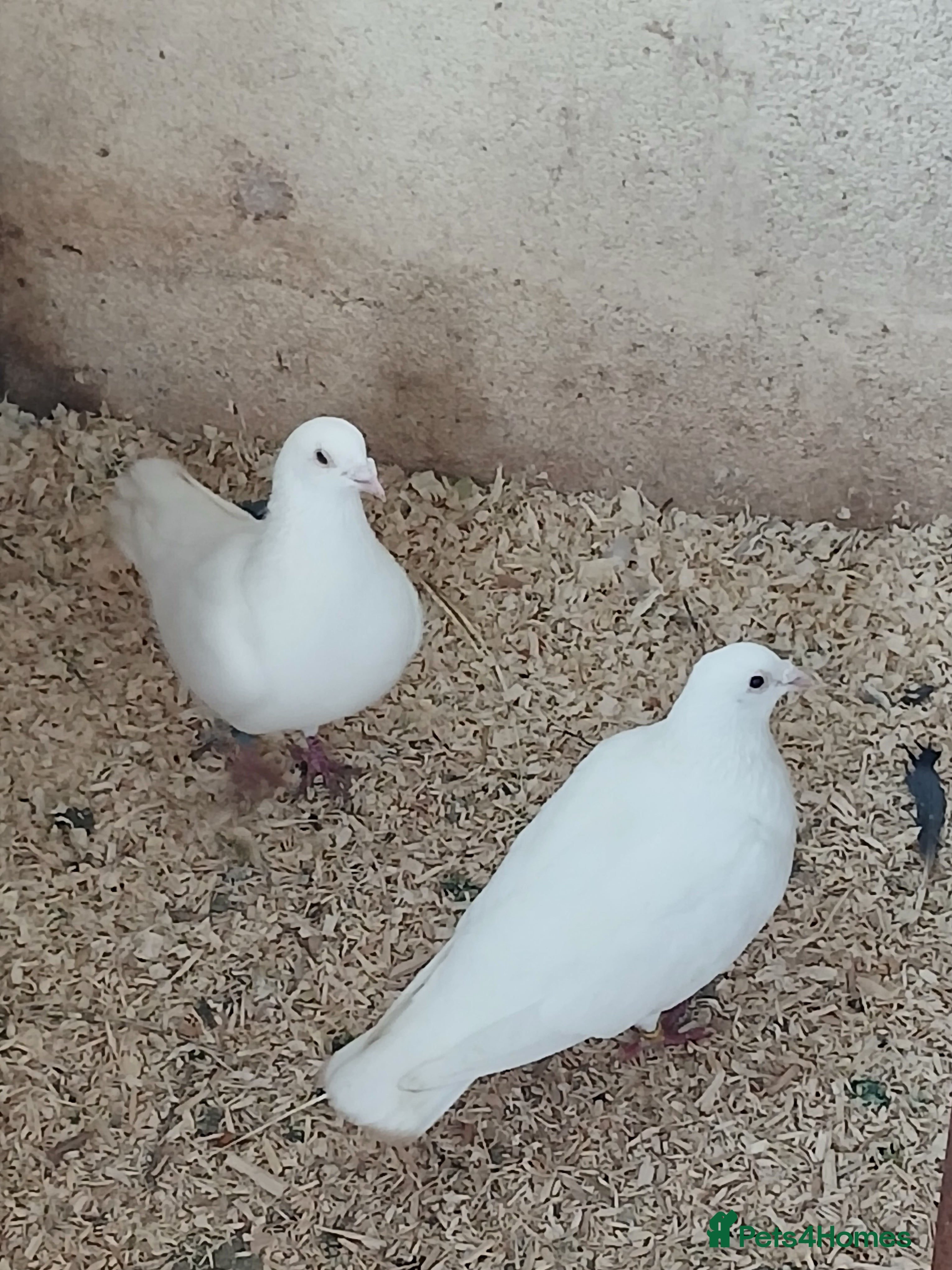 Doves birds Stunning White Doves For An Aviary in Winsford - Advert 1