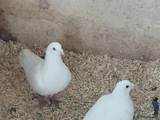 Doves birds Stunning White Doves For An Aviary in Winsford - Advert 1