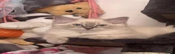 Ragdoll cats for sale: 1 Female, 1 Male Purebred Ragdoll, Purebred - Advert 1