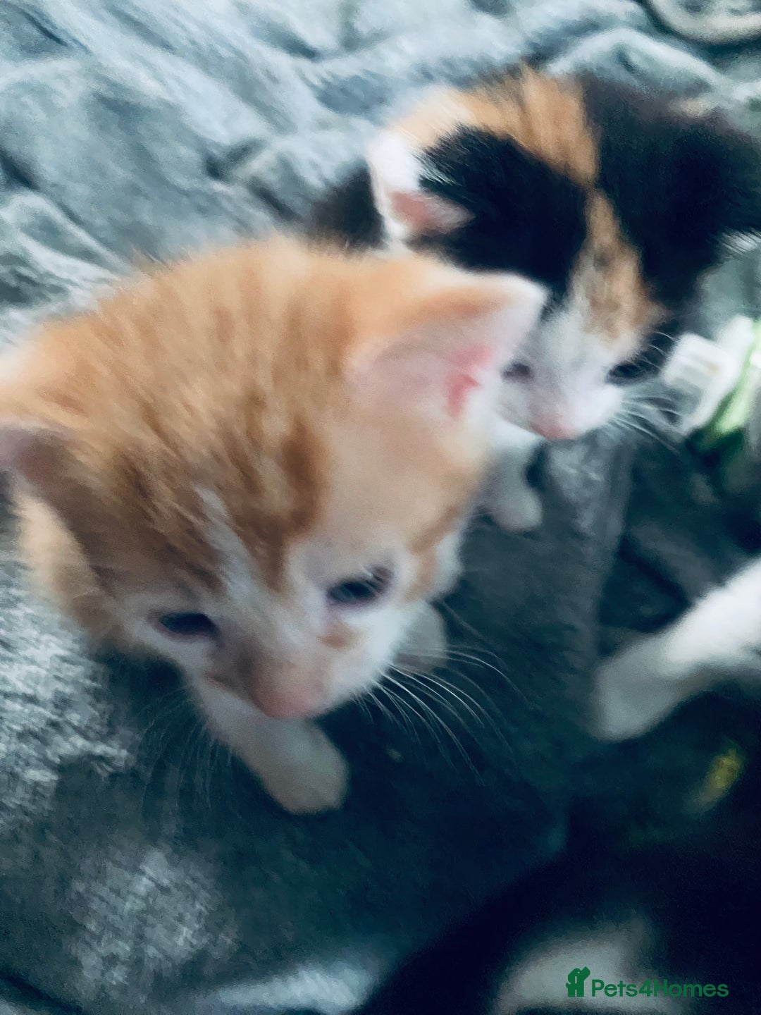 Mixed Breed cats for sale: Fluffy ginger & short fur calico 🐱🤩 - Image 25
