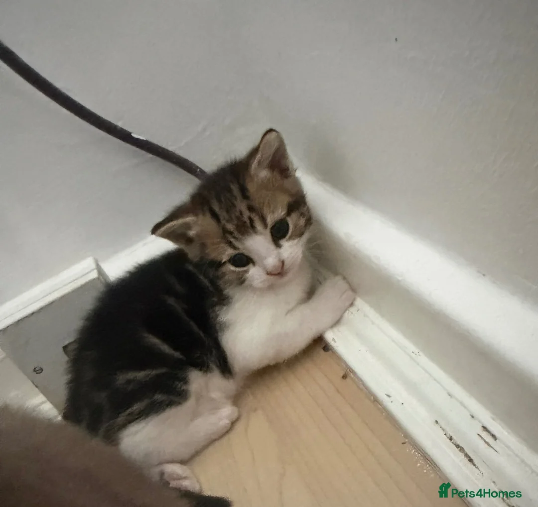 Mixed Breed cats for sale: Rehoming kitten and mom Free in Welwyn Garden City - Advert 4