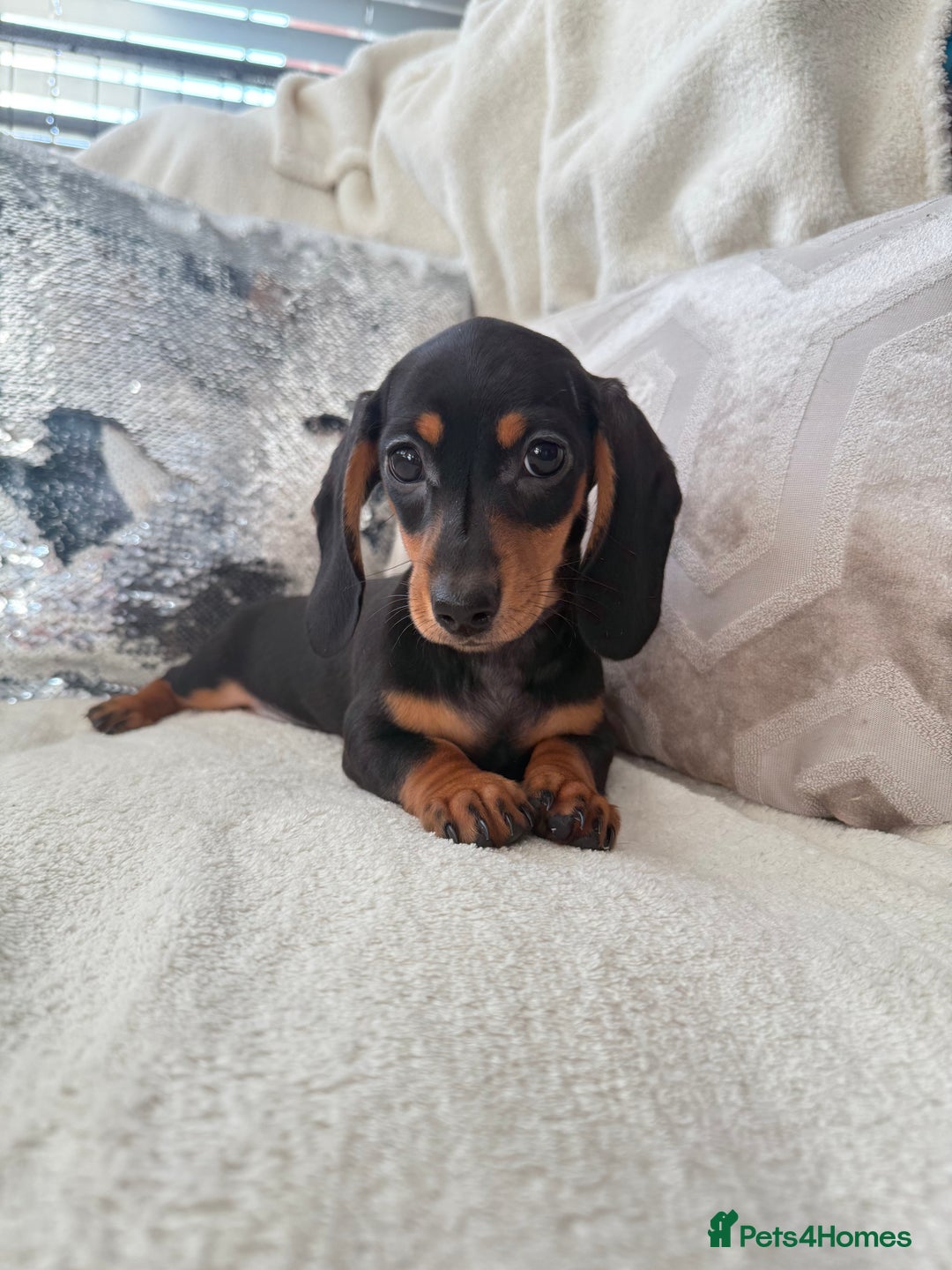 Miniature Dachshund dogs for sale: Minature dachshund  - Image 19