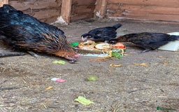 Chickens poultry for sale: 1 mother hen and 2 chickens for sale - Image 1