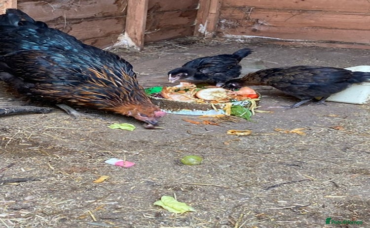 Chickens poultry - Advert 14