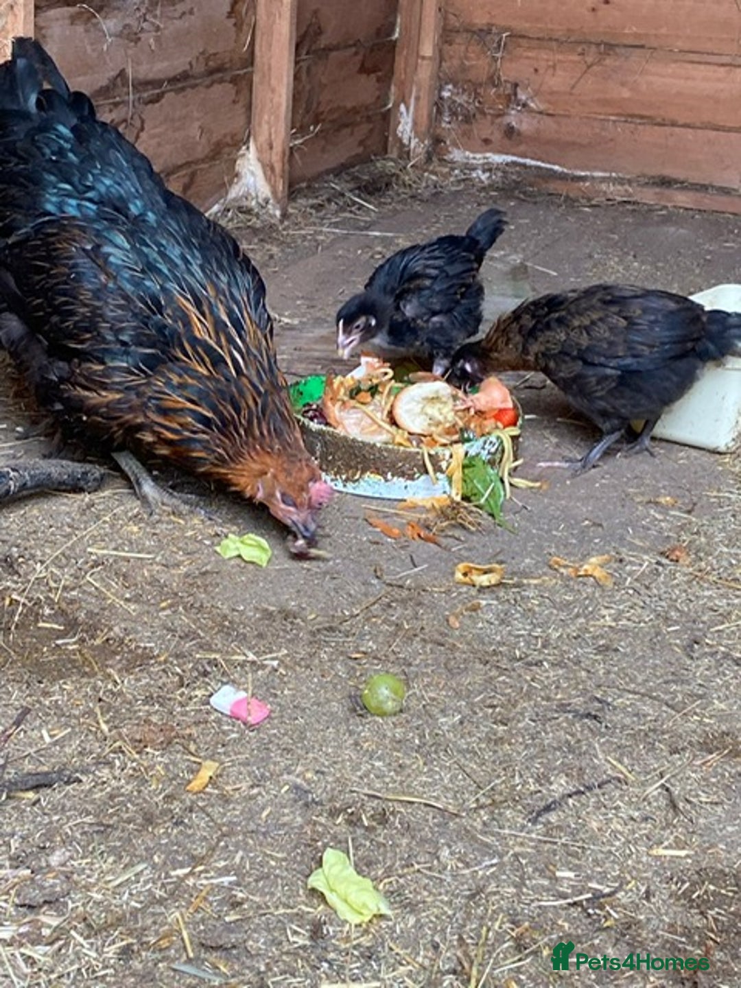 Chickens poultry for sale: 1 mother hen and 2 chickens for sale - Image 1