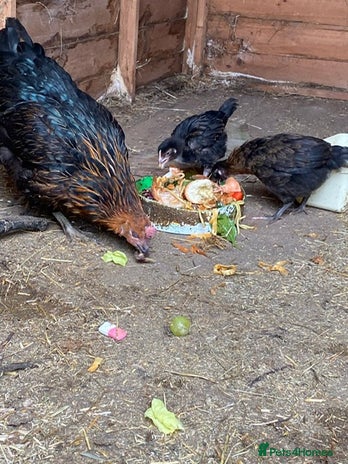 Chickens poultry - Advert 7