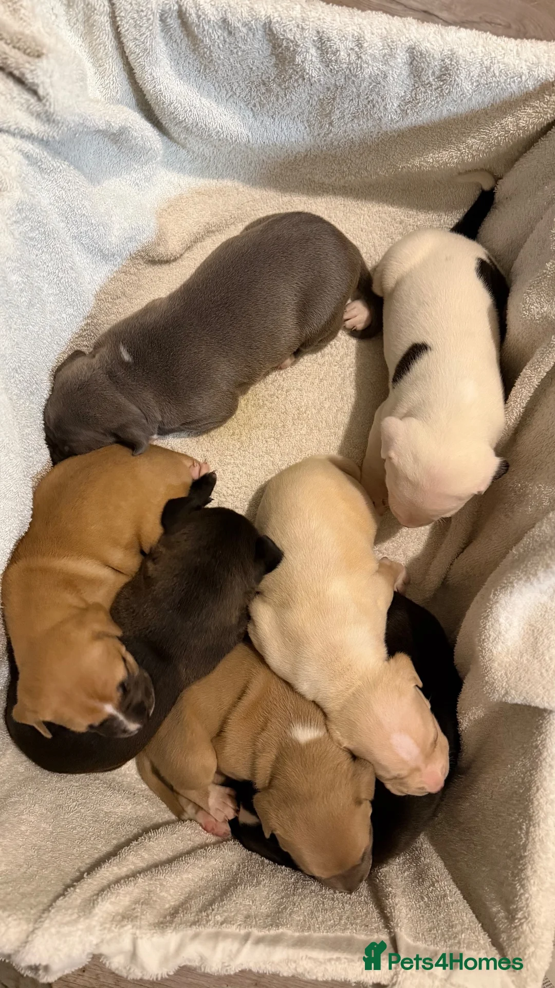 Staffordshire Bull Terrier dogs for sale: Beautiful long legged Staff Litter - Advert 17