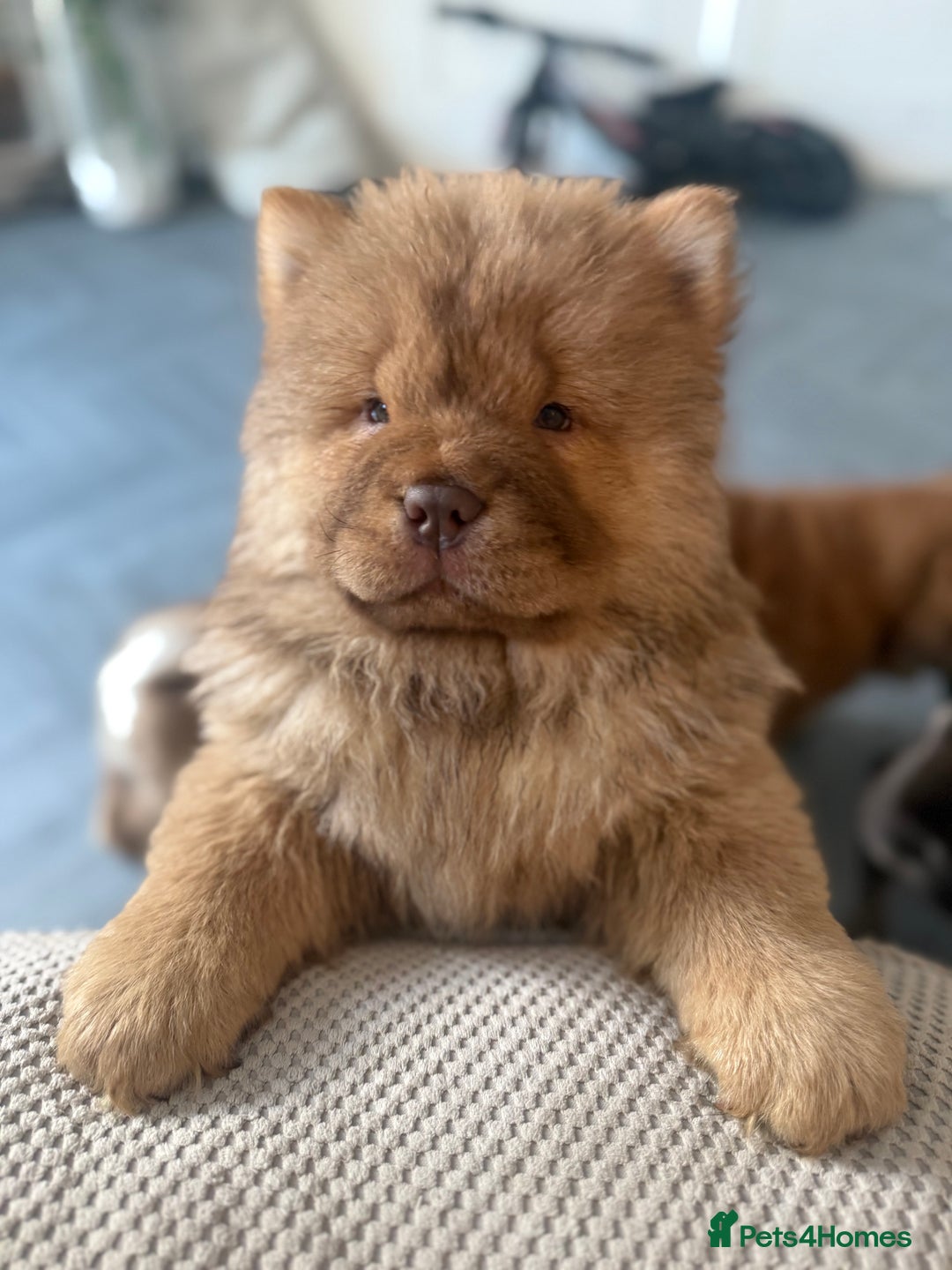 Chow Chow dogs for sale: Chow Chow Puppies  - Advert 2