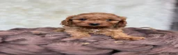 Cavapoo dogs for sale: DNA tested F1 Cavapoo puppies - Advert 7