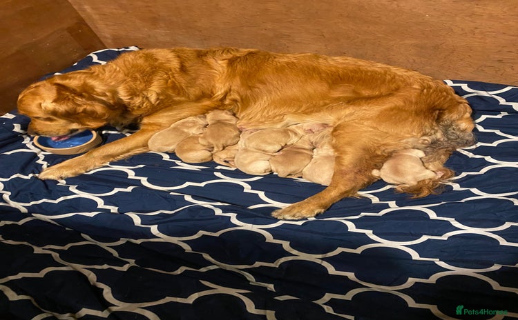 Golden Retriever dogs - Advert 1