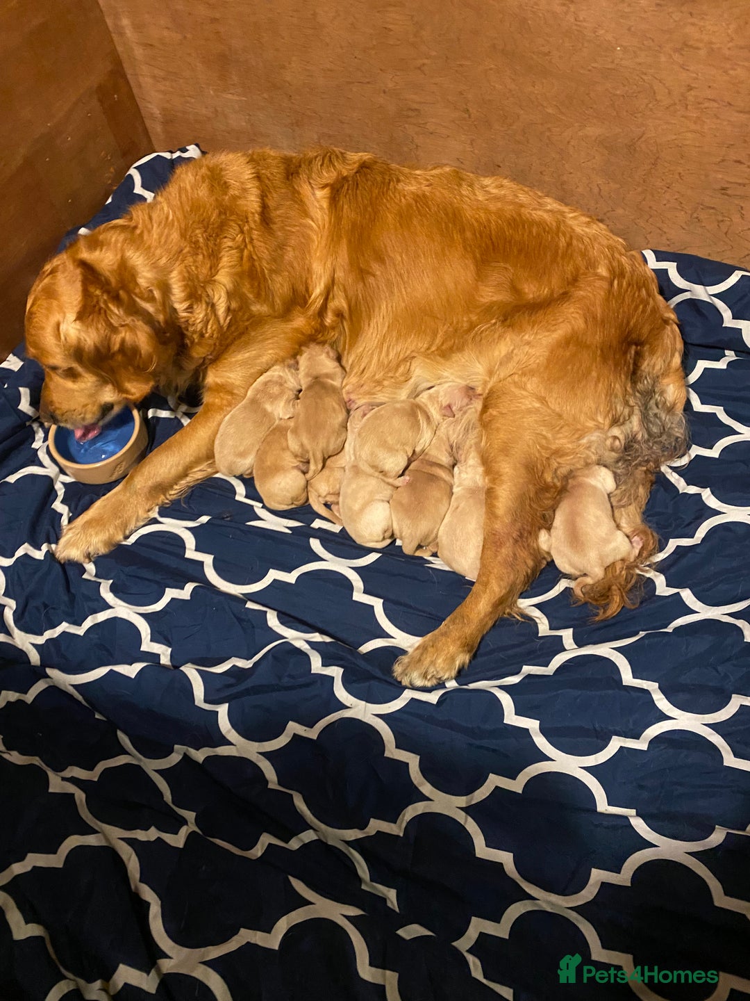Golden Retriever dogs for sale: **True Gold** Pure Golden Retriever Puppies - Image 2