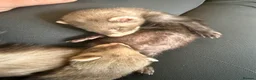 Ferret rodents for sale: Stunning Ferret. Kits  - Advert 5