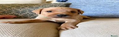 Labrador Retriever 2