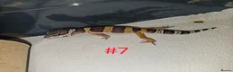 Leopard Gecko reptiles for sale: Leopard Geckos  - Advert 10