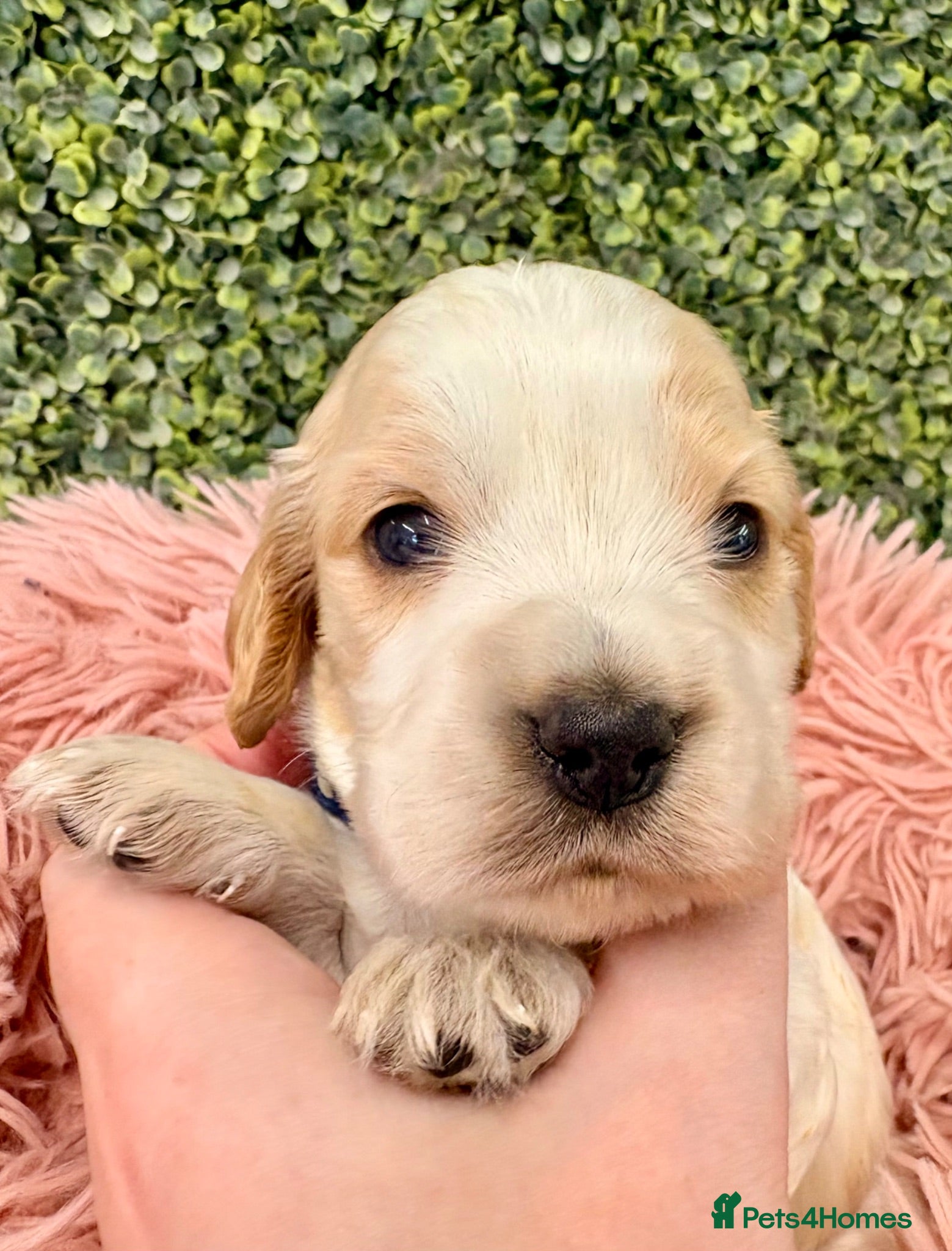 Cocker Spaniel dogs 🧡🤍 KC REG Show cocker Spaniel puppies for sale - Advert 1