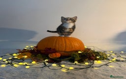 Domestic Shorthair cats for sale:  Adorable Kittens Looking for Their Forever Homes - Image 4