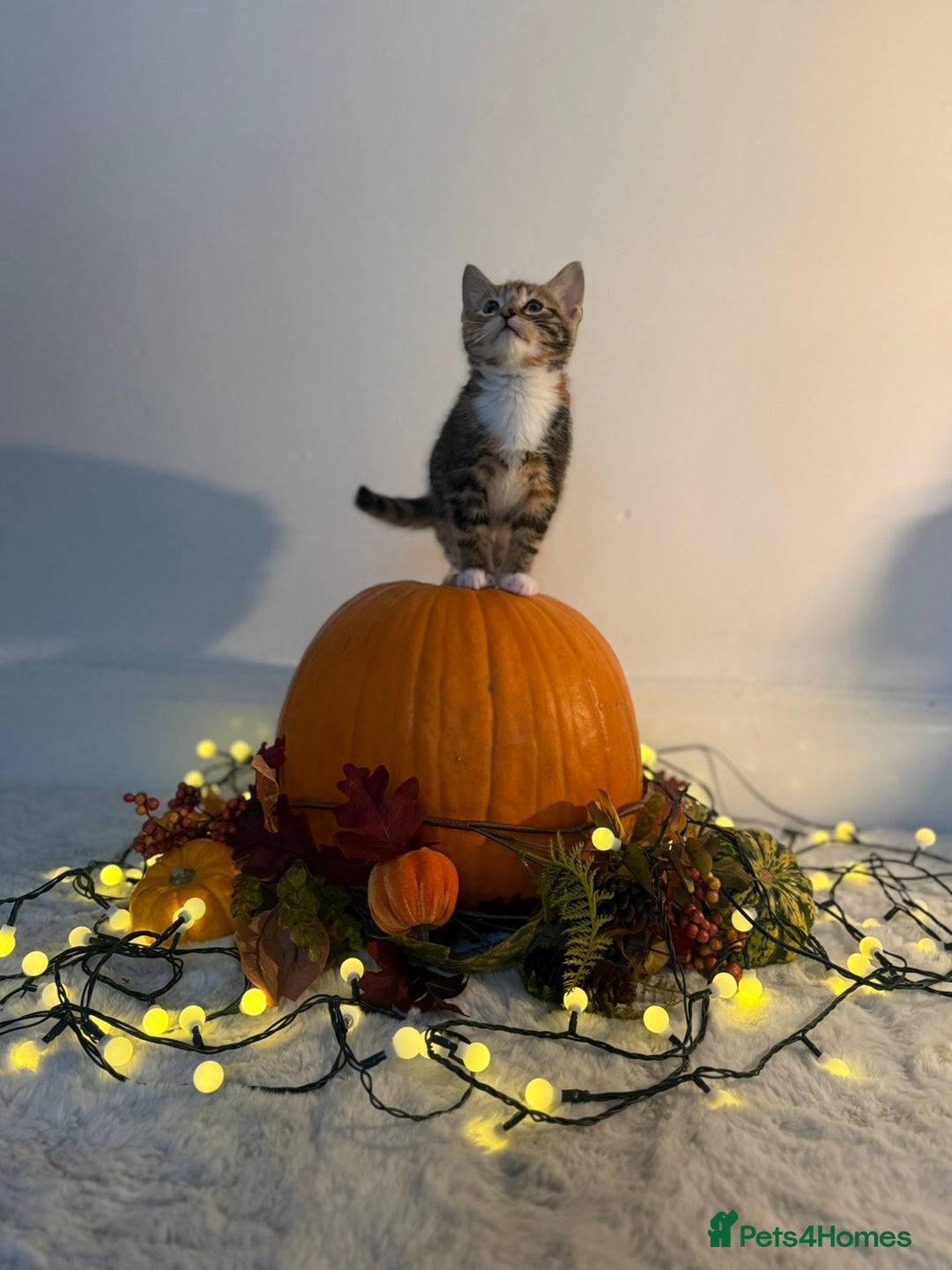 Domestic Shorthair cats for sale:  Adorable Kittens Looking for Their Forever Homes - Image 4