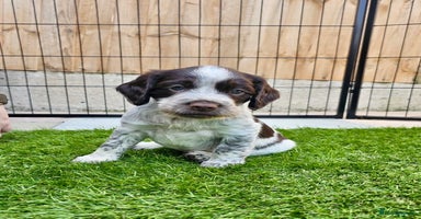 Sprocker dogs - Advert 2