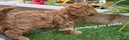 Cavapoo dogs for sale: LAST FOX RED GORGEOUS GIRL AVAILABLE NOW - Advert 13