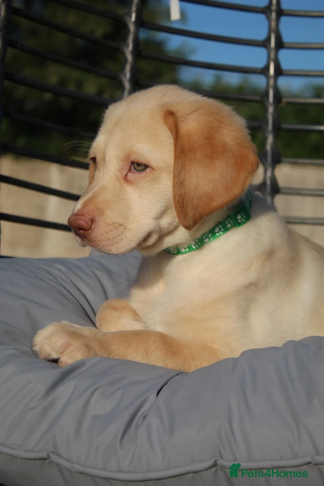 Labrador Retriever dogs for stud: KC REGISTERED LABRADOR STUD  - Advert 14