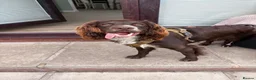 Cocker Spaniel dogs for sale: 1 year old English Cocker Spaniel in Manchester - Advert 1